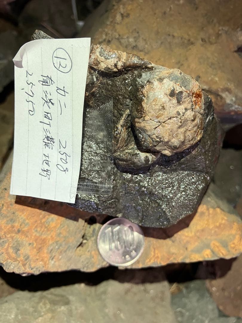 化石 かに 南淡町灘地野 - メルカリ