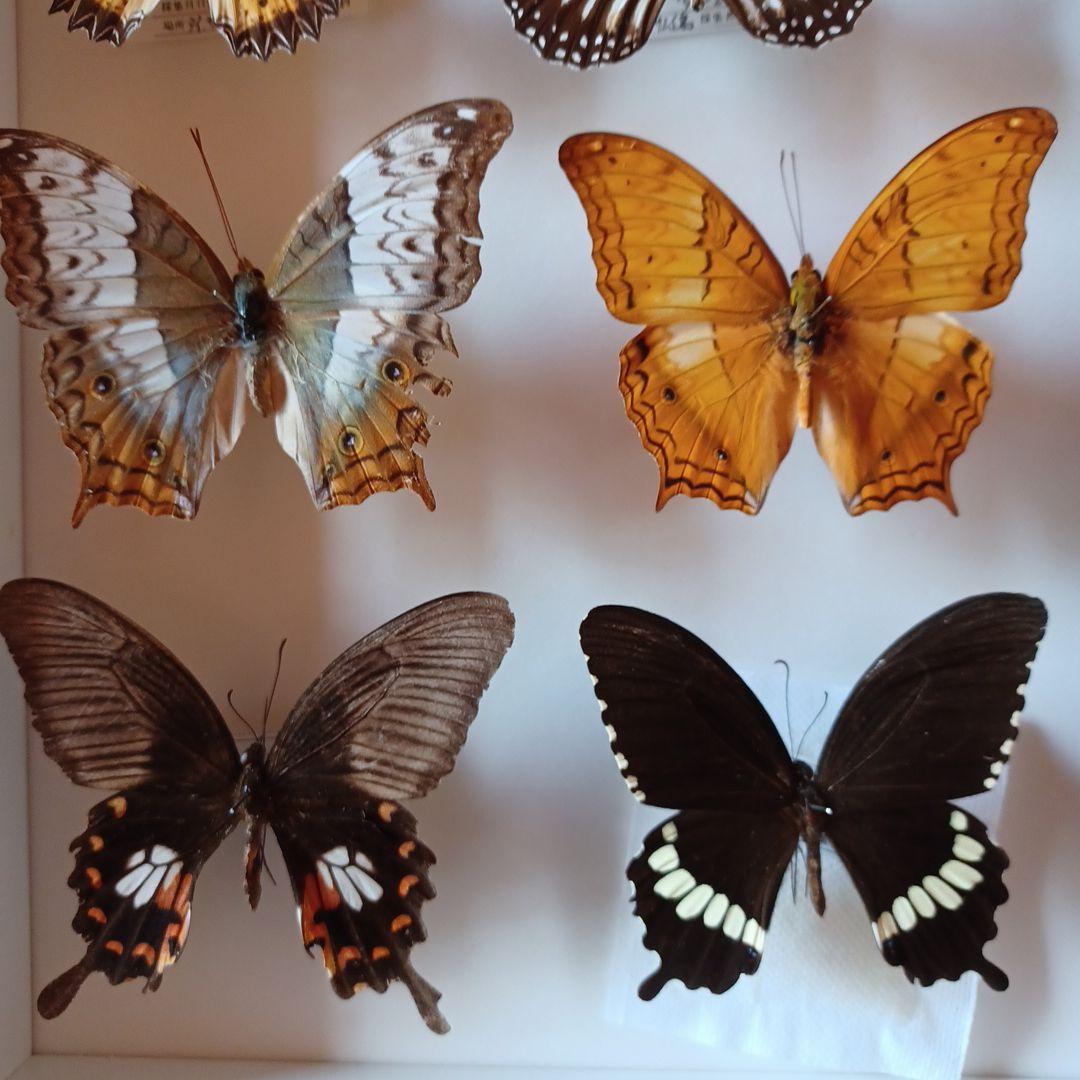 蝶標本 タイ サムイ島産24頭 +ドイツ箱中型