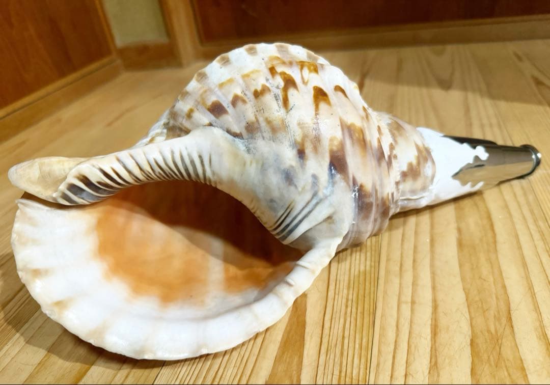 修験道法螺貝36㎝ 山伏 密教 魔除け 熊よけ❣️ホラガイ ほら貝 - メルカリ