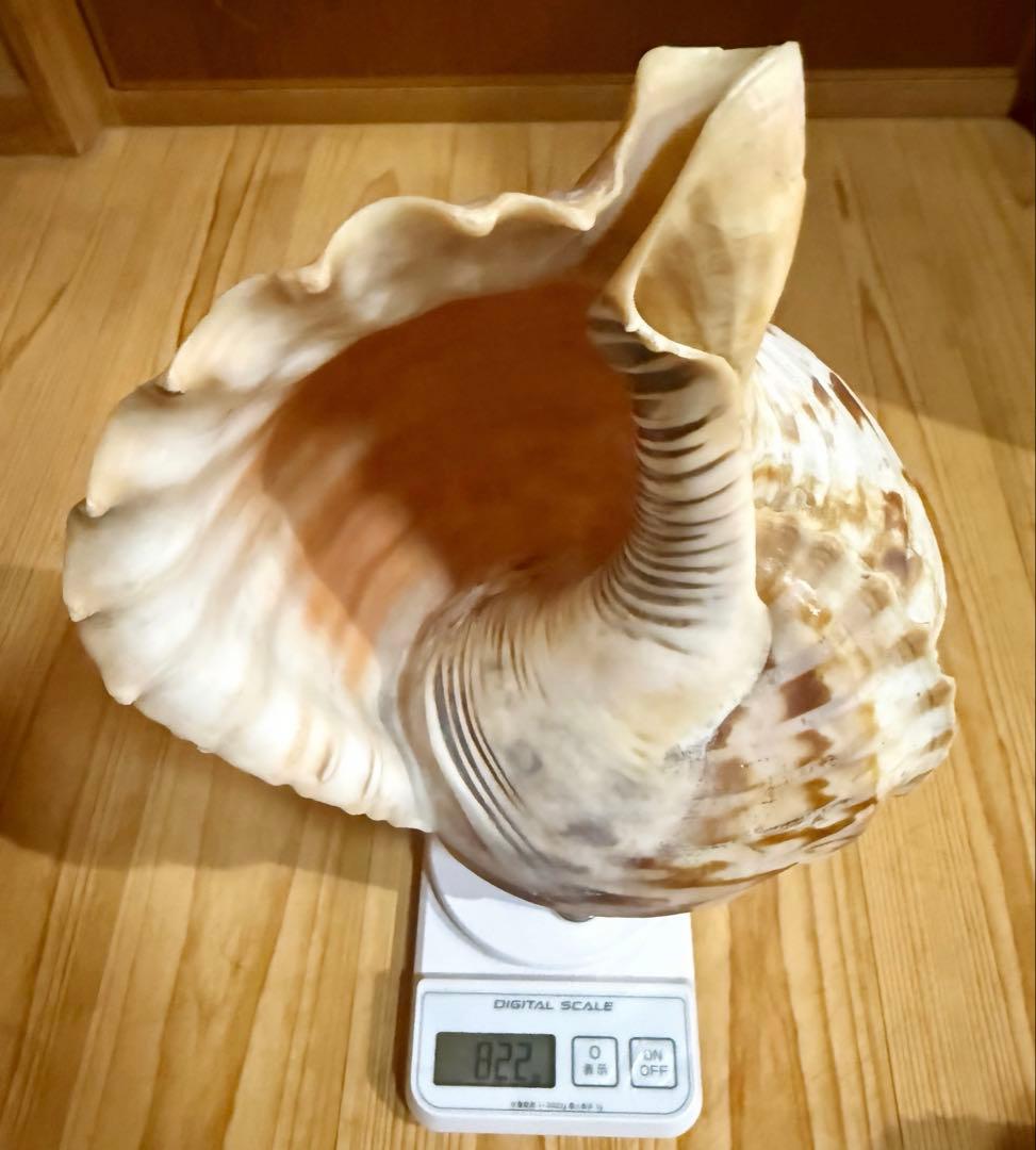 修験道法螺貝36㎝ 山伏 密教 魔除け 熊よけ❣️ホラガイ ほら貝 - メルカリ