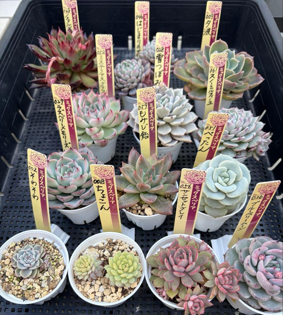 おらいさん苗12個セット　そわそわオマケで13苗ミックスベリア　エケベリア多肉 おらいさん苗12個セット そわそわオマケで13苗ミックスベリア