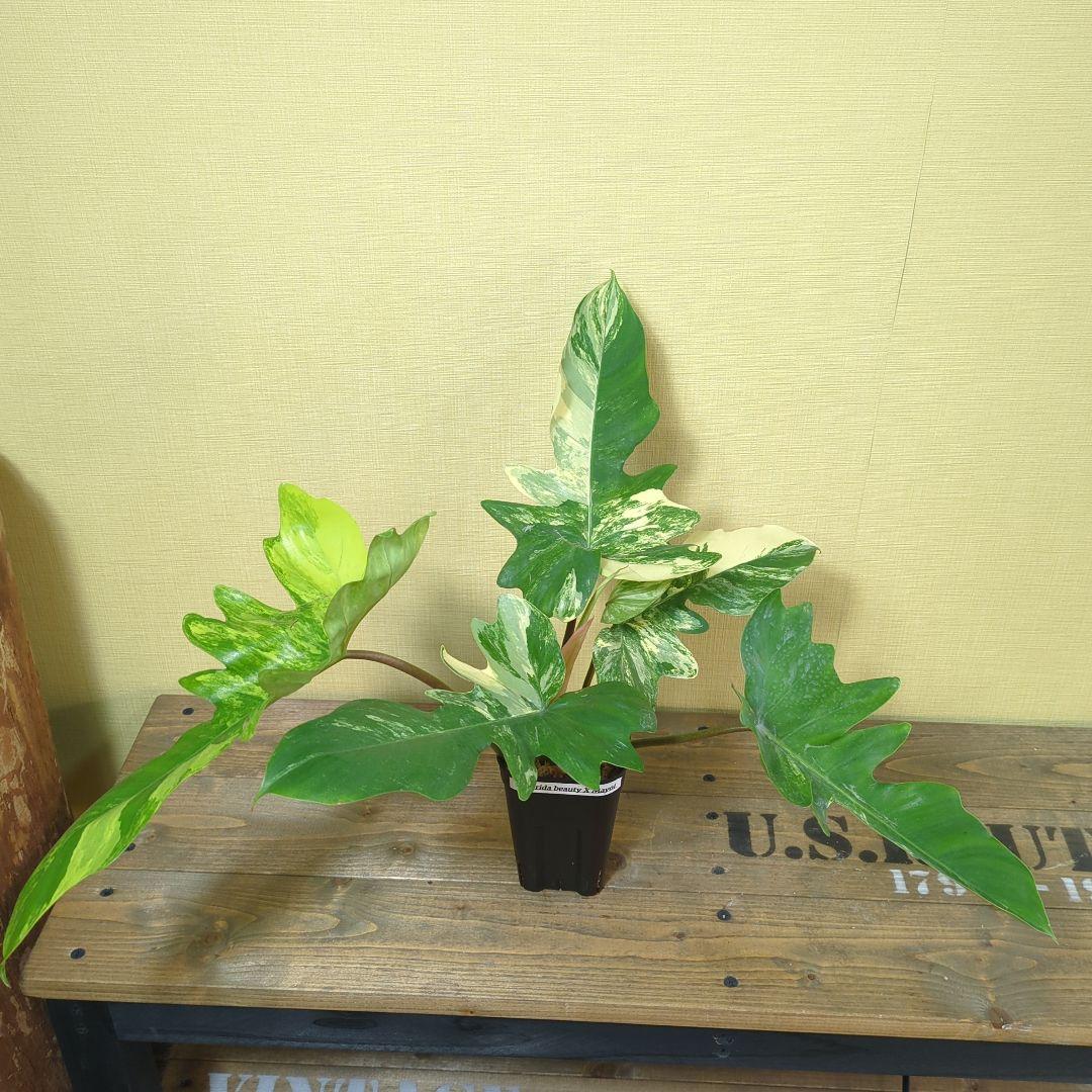 A*S様 Philodendron Florida Beauty x mayoi Philodendron Florida Beauty x Mayoi – Plant Vault