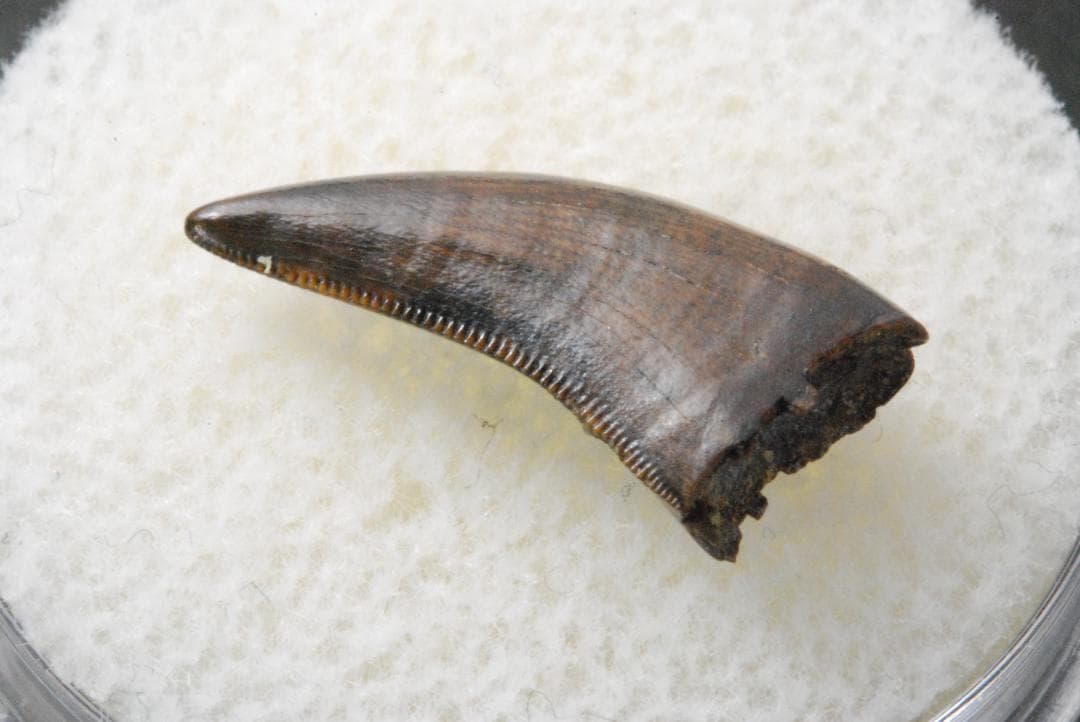 恐竜の歯 ティラノサウルス [DS411] 化石 希少 レア 恐竜 歯 化石 ティラノサウルス [DS410] 恐竜の歯 恐竜の化石 牙 希少