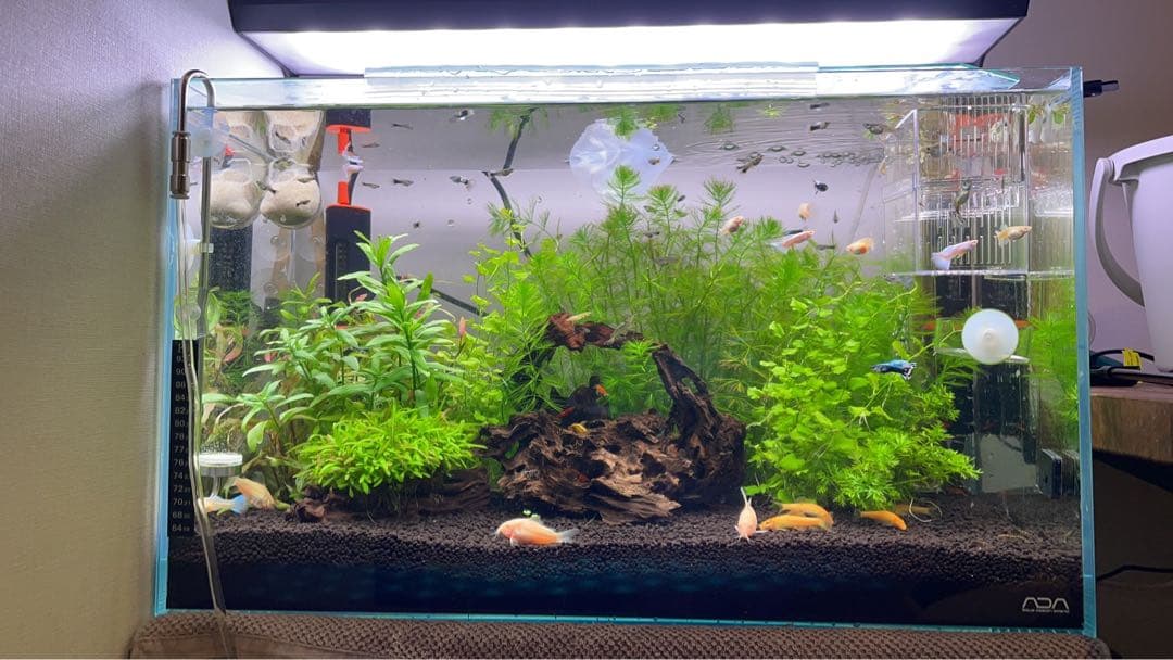 ADA 60cm水槽セット（ADA水槽+ライト+水槽ラック+外部フィルター