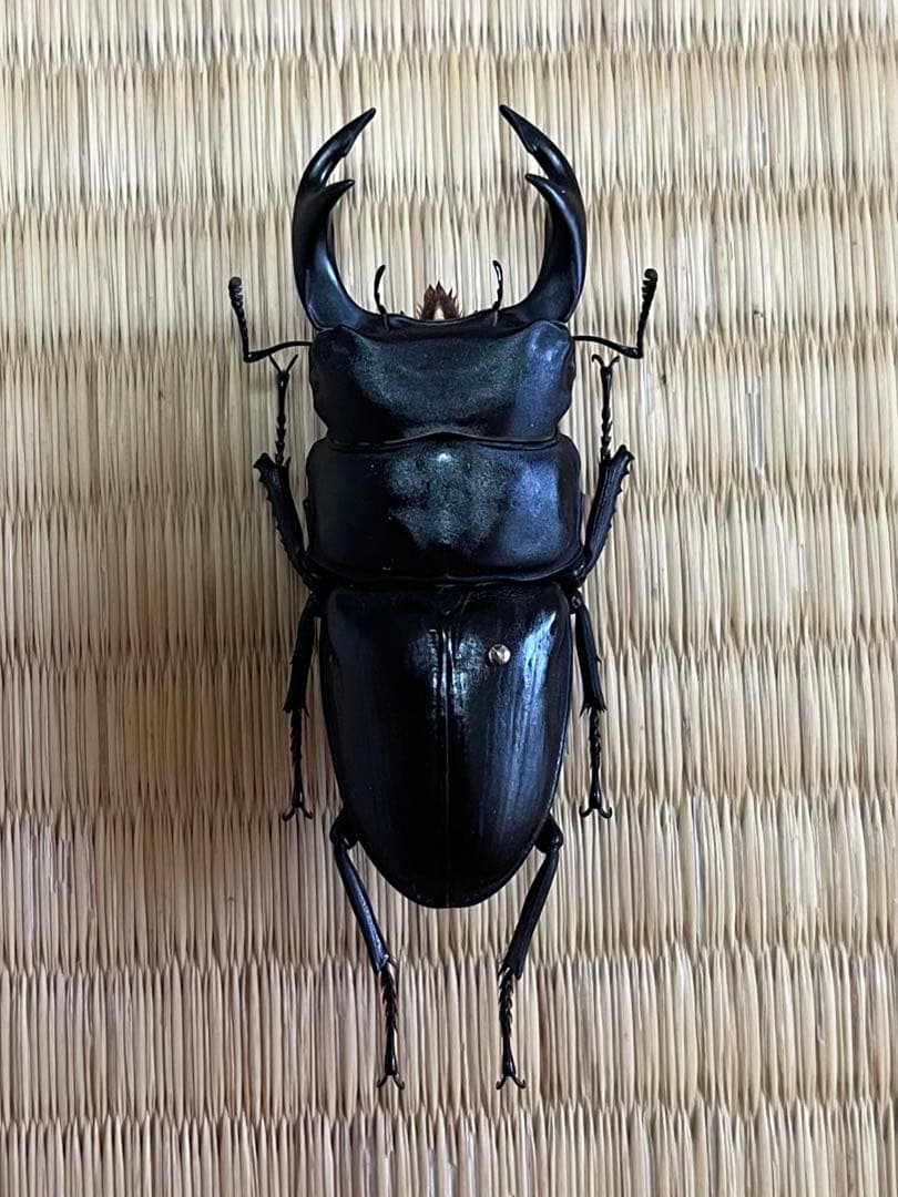 f*t様 オオクワガタ　F0 材割成虫採集個体70.7㎜ f*t様 オオクワガタ F0 材割成虫採集個体70.7㎜ f*t様 オオクワガタ F0