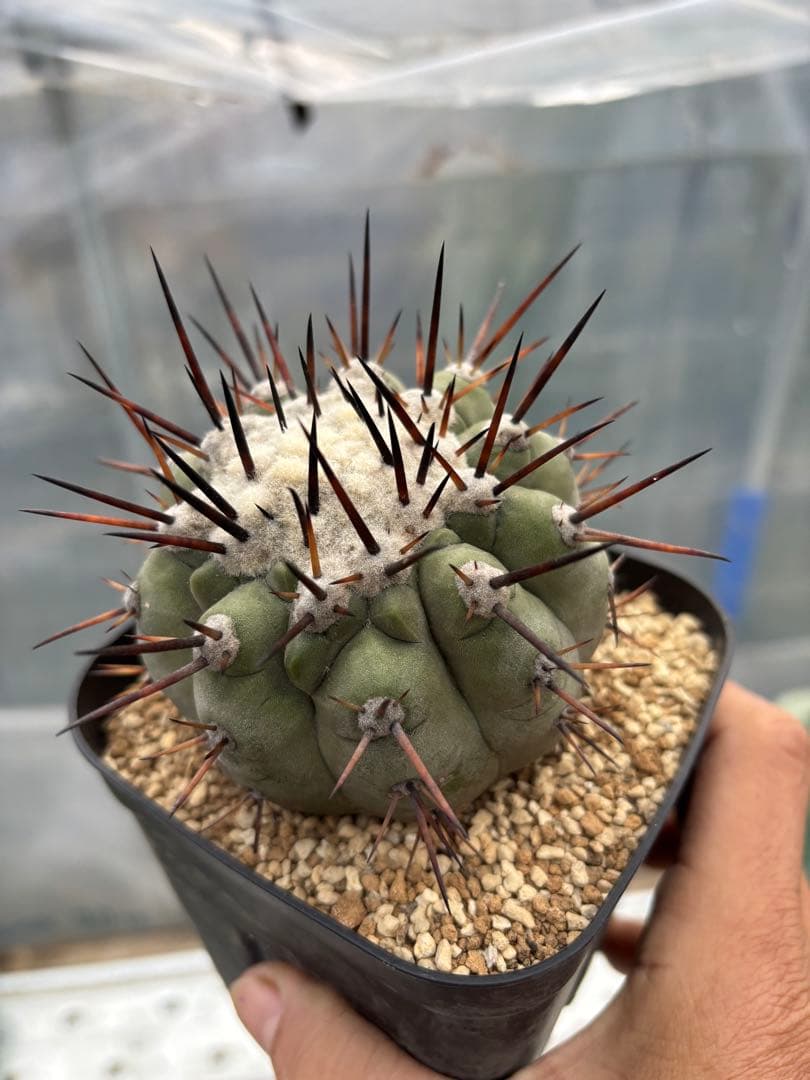 サボテン　黒王丸　台付 黒王丸が5株4月上旬に入荷します！ 今回の黒王丸は美球大株でかなり