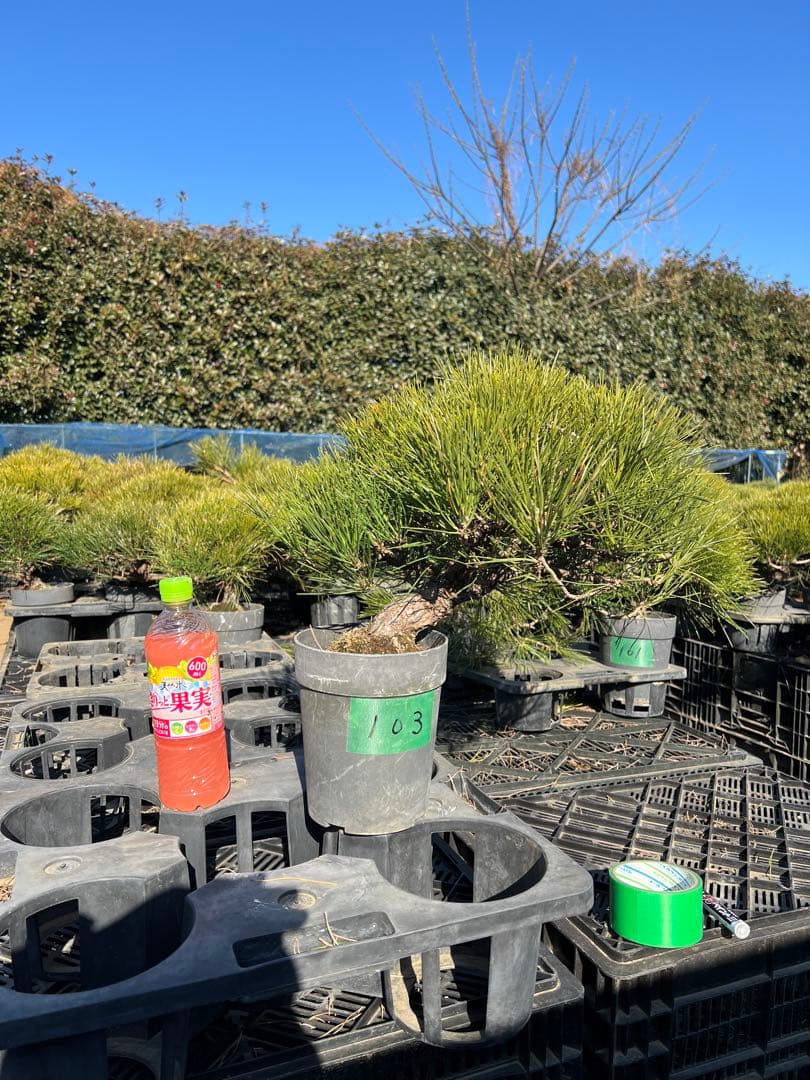 黒松盆栽　中品 黒松 中品盆栽 樹齢35年の一点物盆栽を販売｜盆栽妙 – 盆栽妙 本店