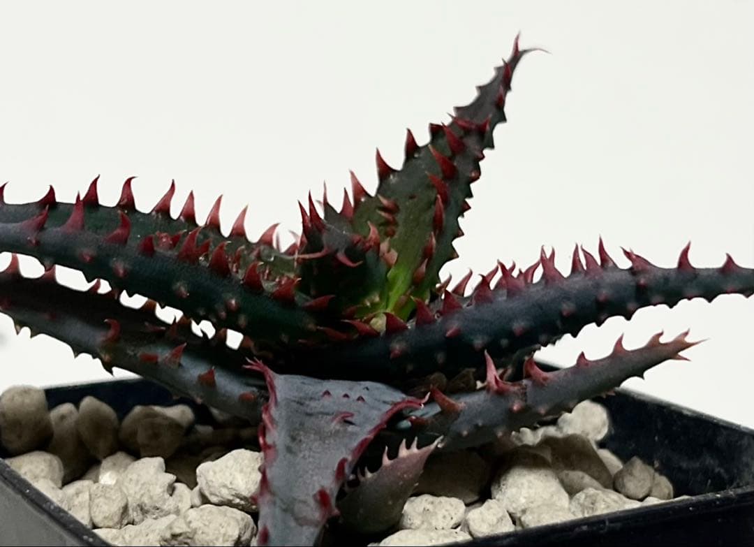 ラスト1速達付き◾️アロエハイブリッドTHE CORE株【子株】カスティロ