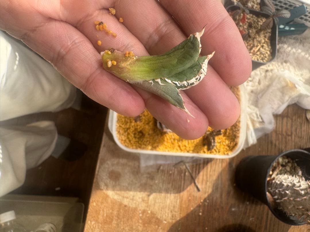 マ*ャ様 アガベ　ivory wa 子株