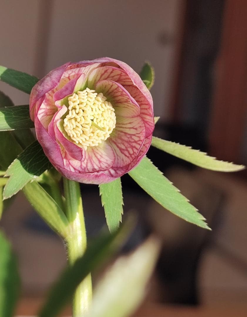 クリスマスローズ☆大木ナーサリー☆オーレアベインダブル☆極上品