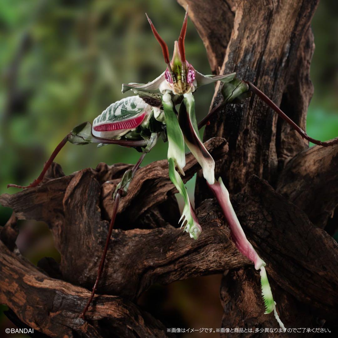 シ*ン様 いきもの大図鑑アドバンス ニセハナマオウカマキリ