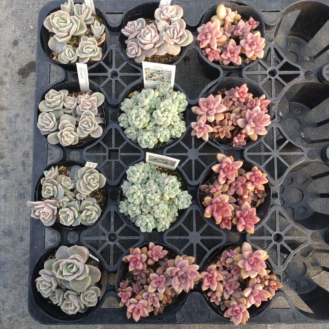 よしよしさん専用 1241万円で落札された伝説のコンプリートマシン、奈良のディーラーが