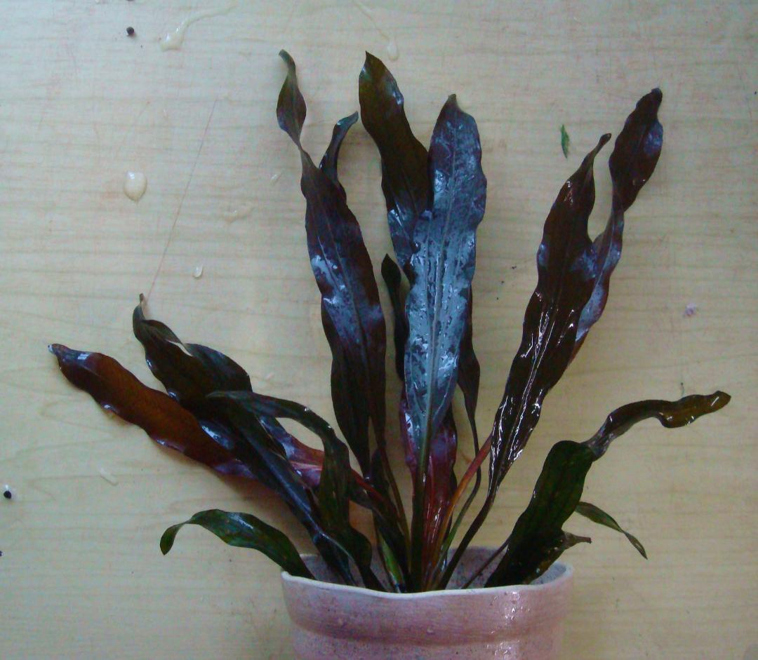 エキノドルス ホレマニー スーパーレッド - メルカリ