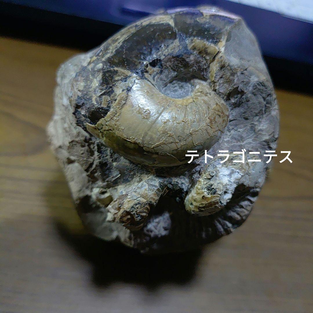 北海道アンモナイト異常巻きハイファントセラス群生 - メルカリ