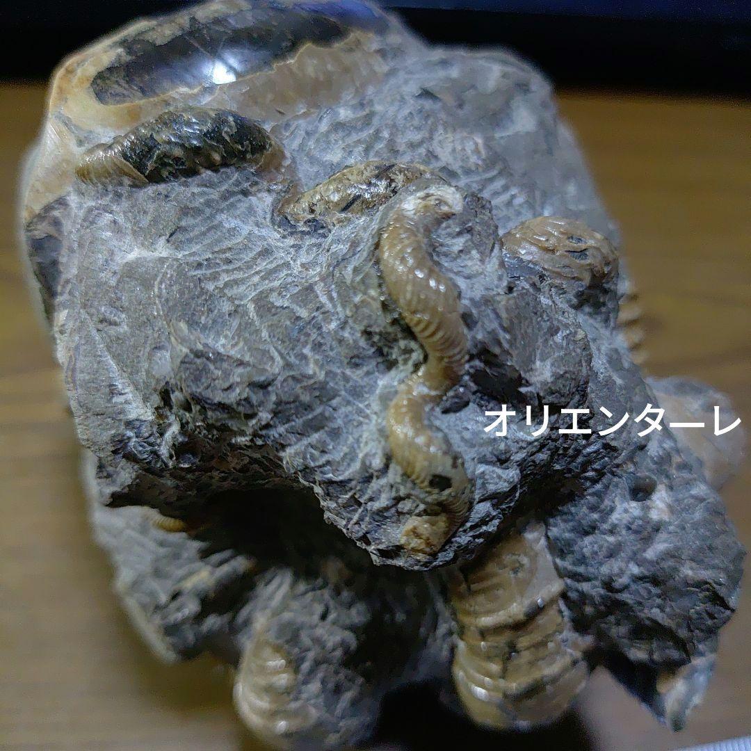 北海道アンモナイト異常巻きハイファントセラス群生 - メルカリ