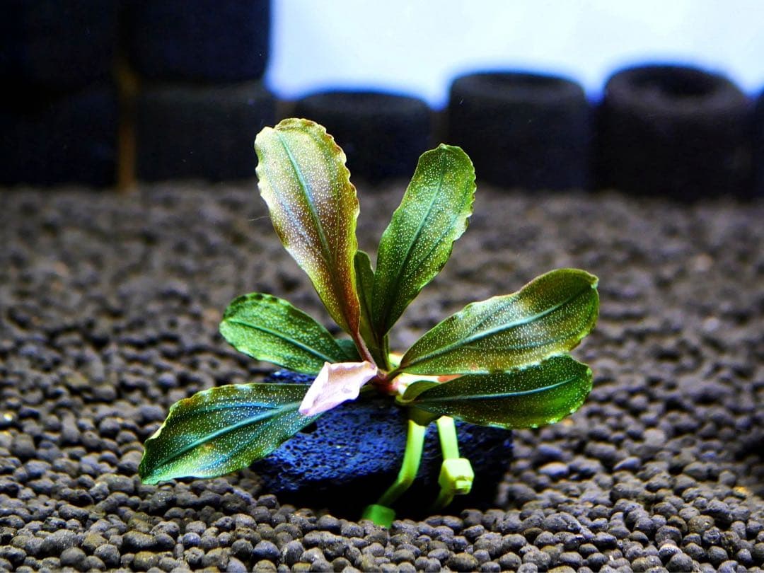 ブセファランドラ『クダガン』【完全水中葉＆無農薬栽培】溶岩石活着株