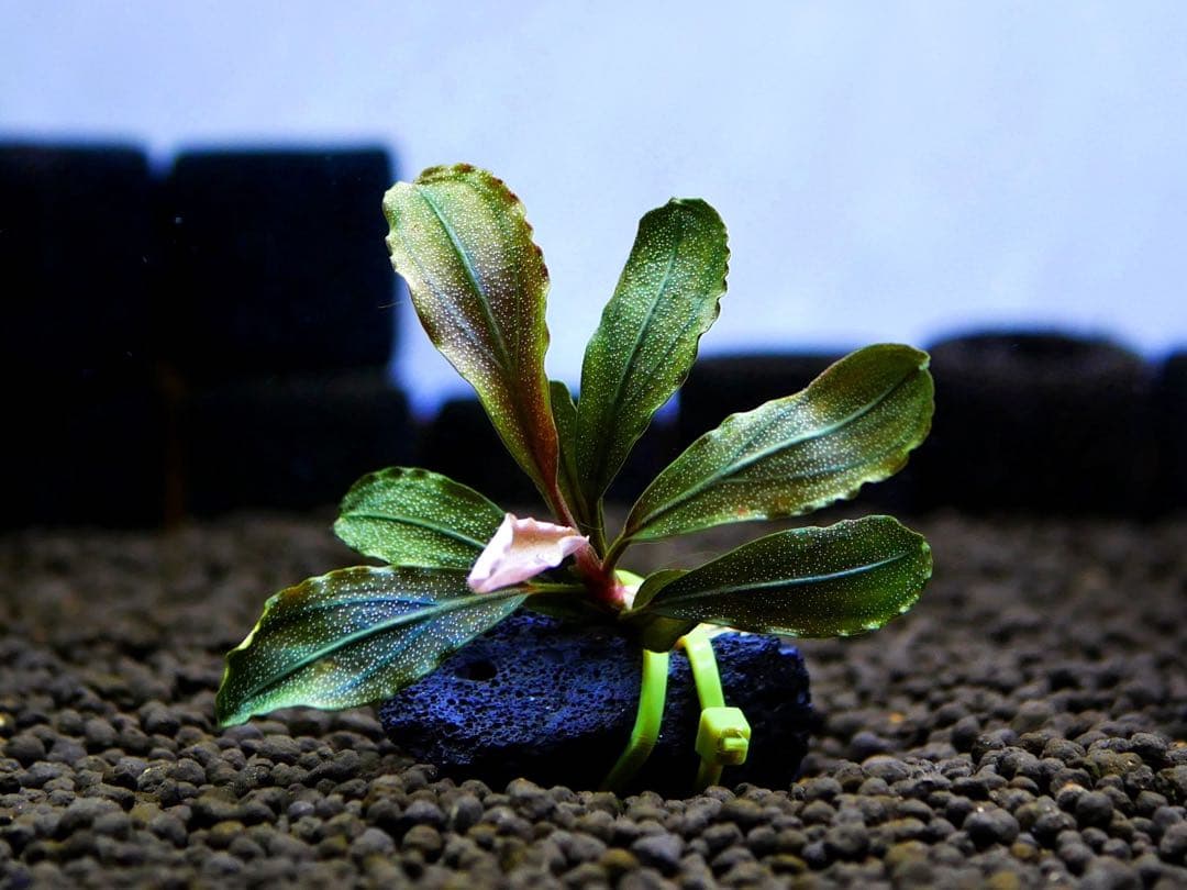 ブセファランドラ『クダガン』【完全水中葉＆無農薬栽培】溶岩石活着株