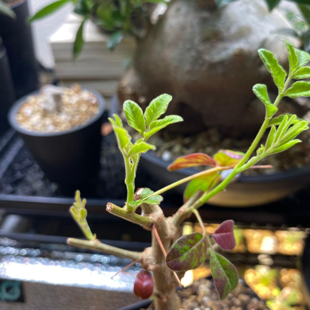 オペルクリカリア ムルチジュガ パワータンク 挿し木 パキプスより