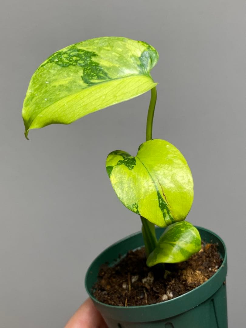 超美株✨超希少‼️】モンステラ エレクトロライト 斑入り レア 人気