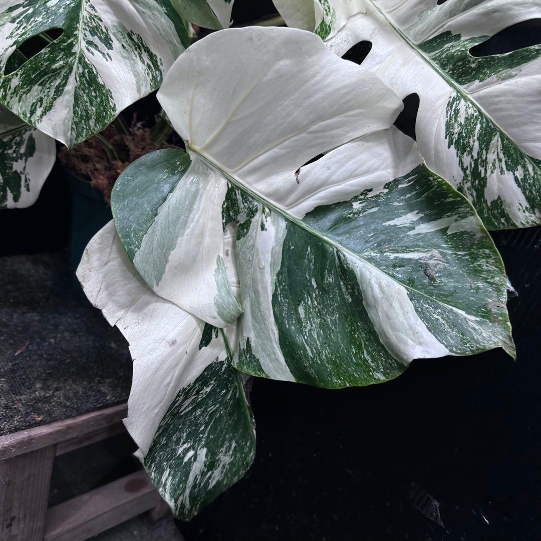 斑入りモンステラ ホワイトタイガー極美大株55cm白斑多 - メルカリ