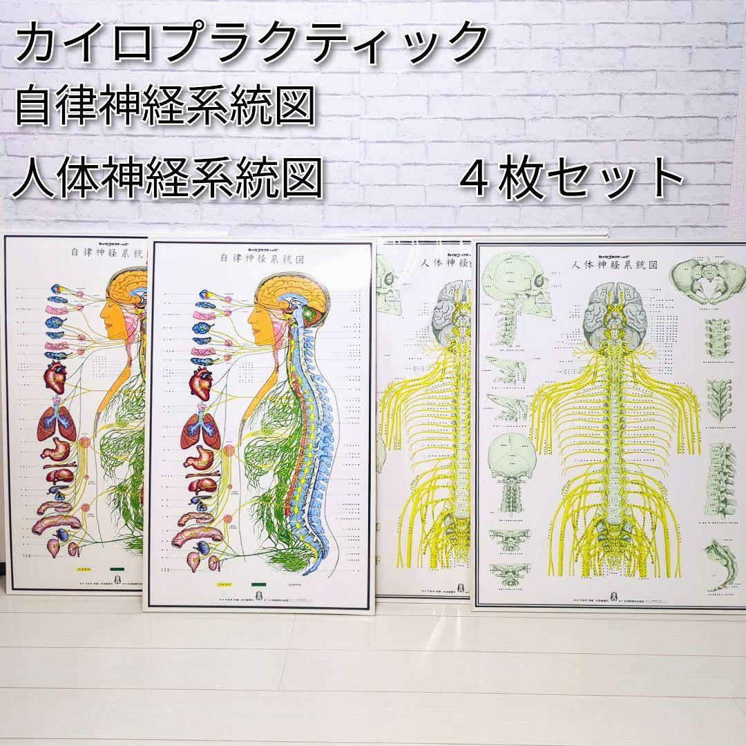 4枚セット！人体神経系統図パネル 自律神経系統図パネル - メルカリ