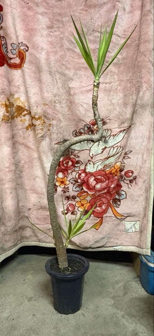 k.com様用⑥ 近畿日本鉄道21000系アーバンライナーplus増結セット｜製品情報｜製品