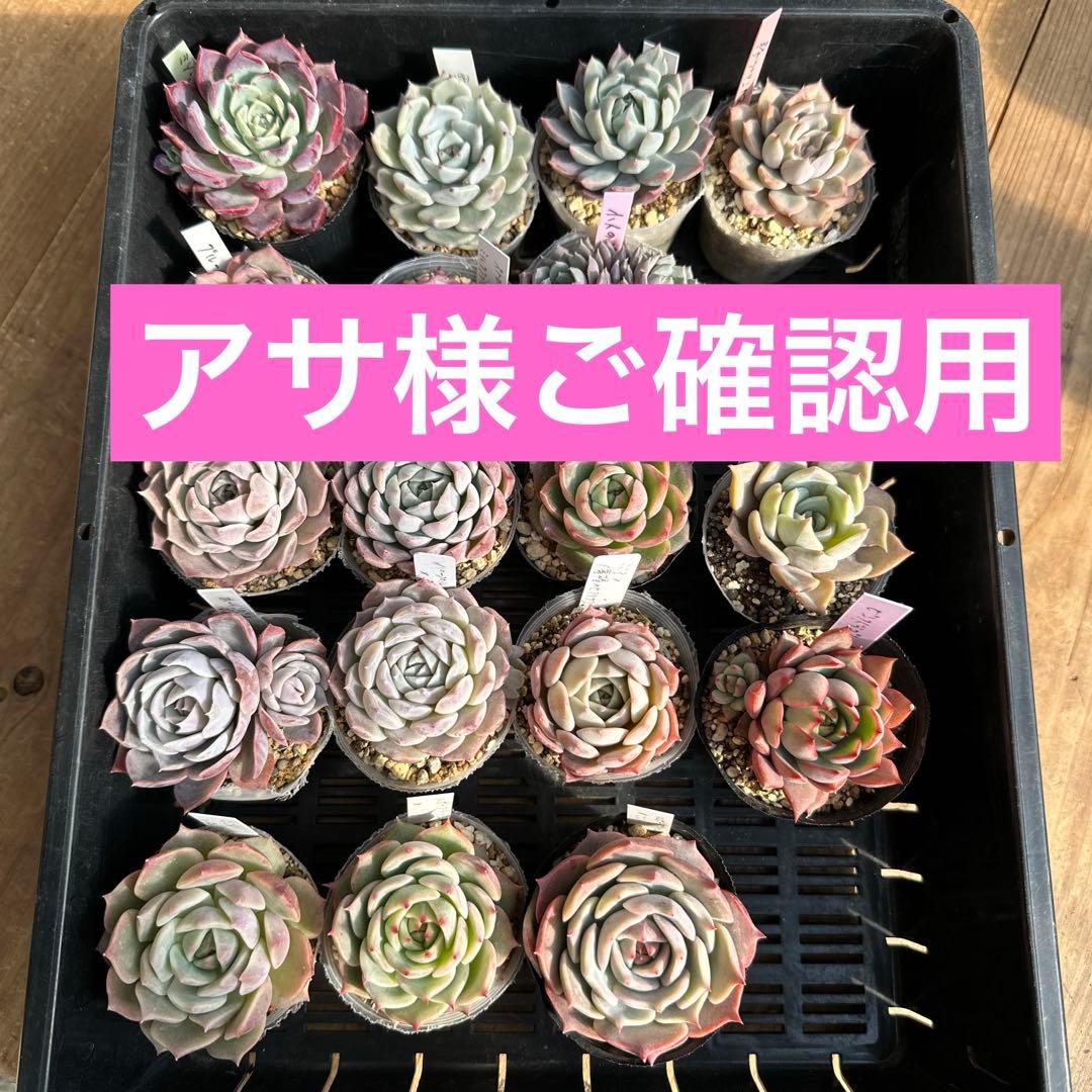 アサ様ご確認用　エケベリア可愛い子ちゃん♡ imgrc0113880502.jpg