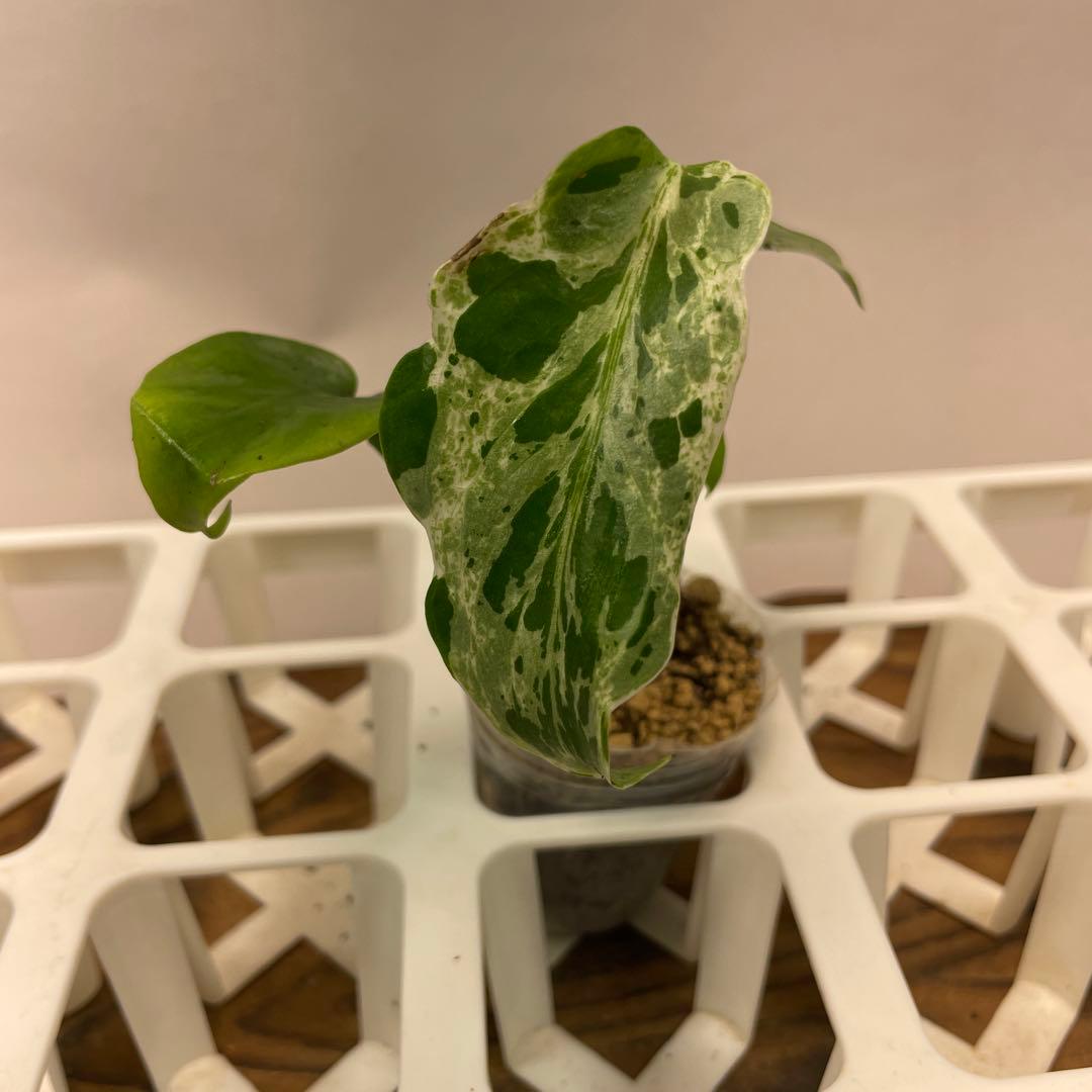 Z*e様 ms26品種保証！斑入り保証！ モンステラ バルバソー フシギダネ ms26品種保証！斑入り保証！ モンステラ バルバソー フシギダネ