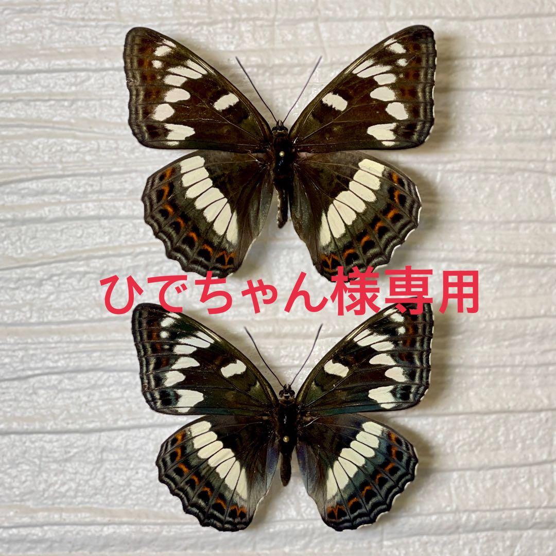 蝶標本 北海道産オオイチモンジ♀ 2023年採集 良品 ⭐️昨年来個体数