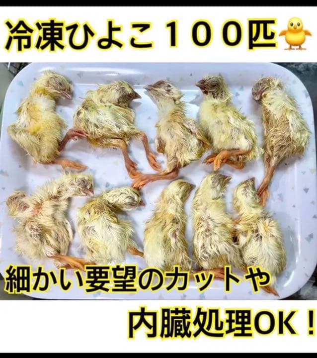 冷凍ひよこ 100羽 - メルカリ