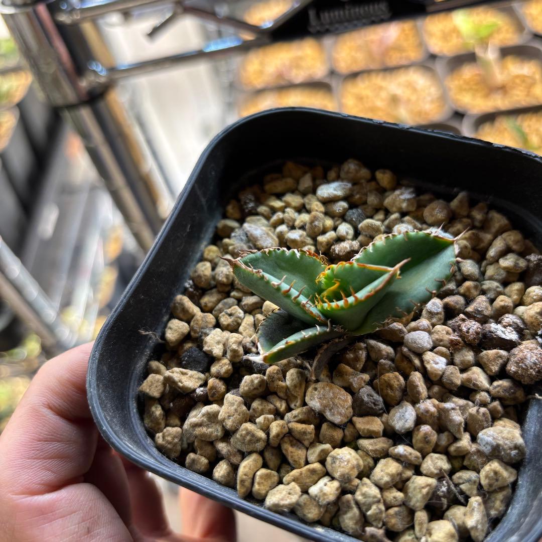 たかまる様確認用ページ たかまるページ たかまるページ