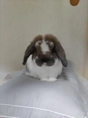 激レア COBRA KING AGERA 限定パター 34インチ - メルカリ