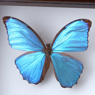 昆虫標本箱（ドイツ箱）モルフォ蝶2頭入り - T-WOOD'S GALLERY | minne