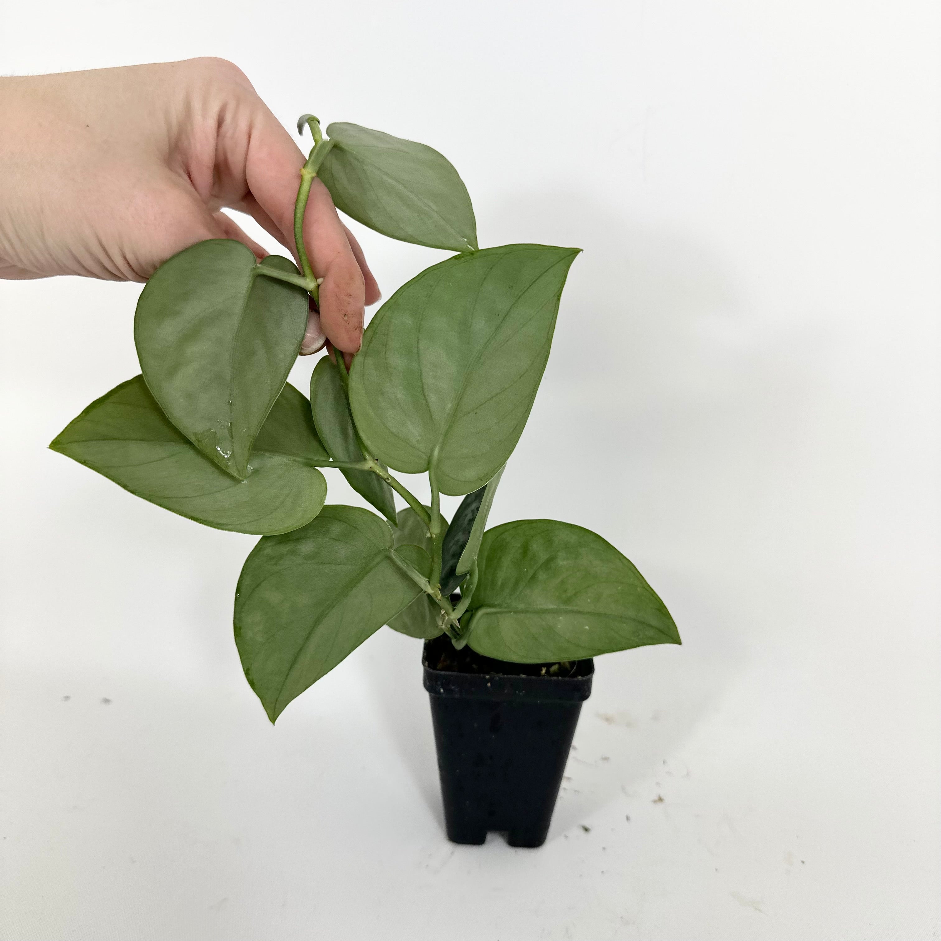 Z-5195 - Scindapsus pictus 'Black Mamba' – Steve's Leaves