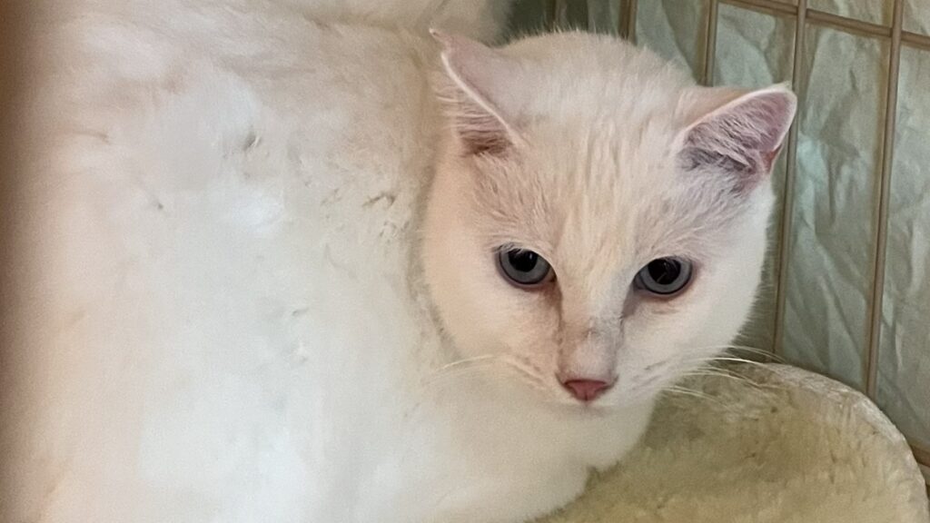 ねこちゃん紹介 | 寝屋川 ほごねこカフェ SU_NYAN（すーにゃん）