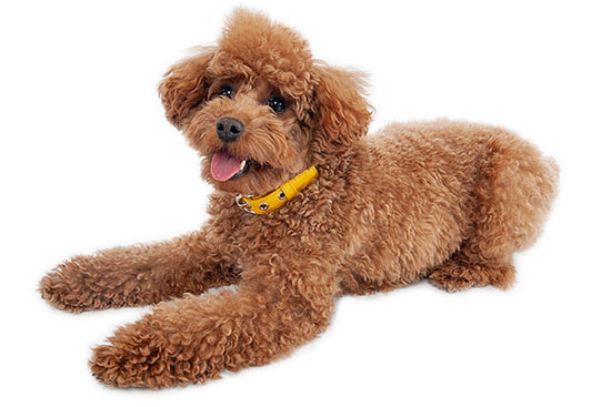 犬用 早期心臓サポート+関節サポート 1kgx1