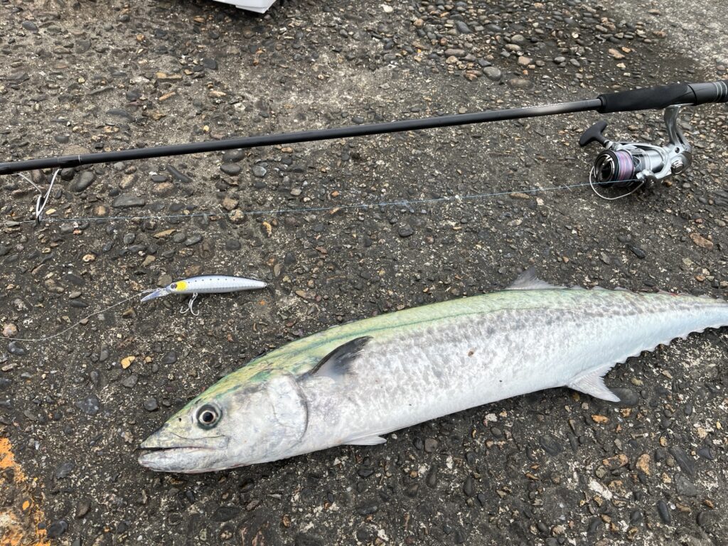 新潟東港】2025年春開幕！サワラ釣れてます！ショアジギング25.4.1