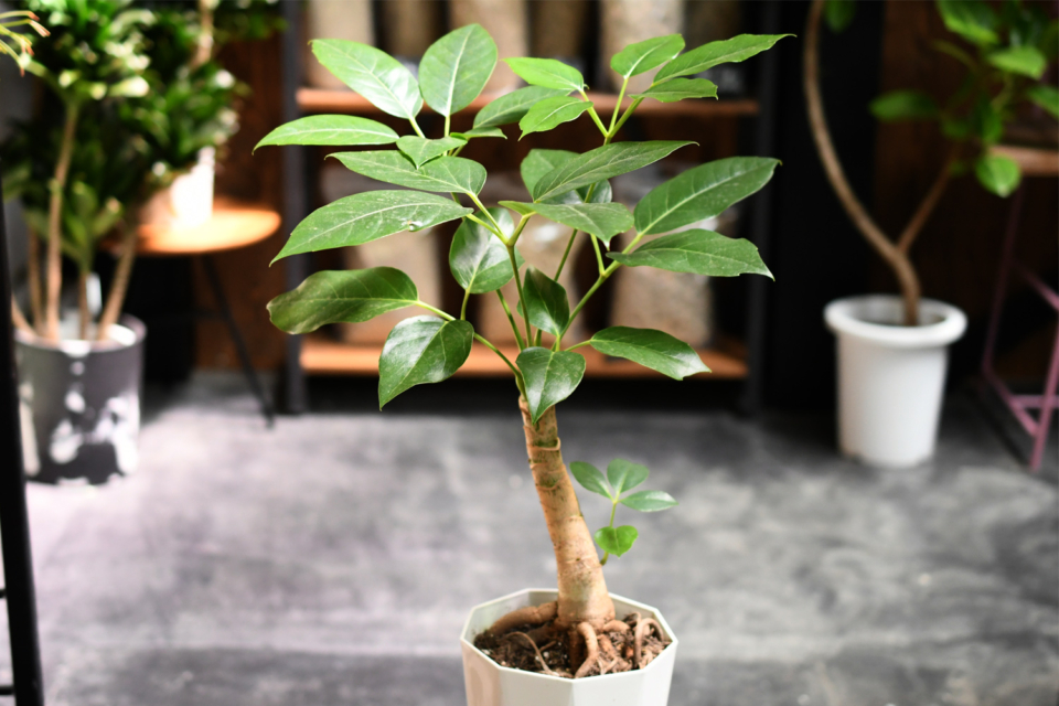 パキラ | 植物の育て方 | 大阪・堺市東区の植物販売「SULK GREEN」