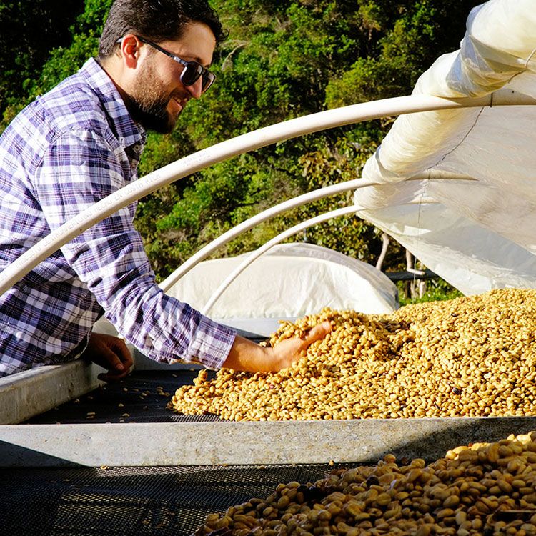 数量限定】Grand Cru 90+最高級グランクリュドリップコーヒー